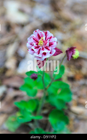 Ancolies frais en fleurs au printemps. Fleur de l'état du Colorado. Banque D'Images