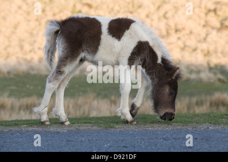 La colline de Dartmoor poulain Dartmoor National Park Devon, Angleterre Banque D'Images