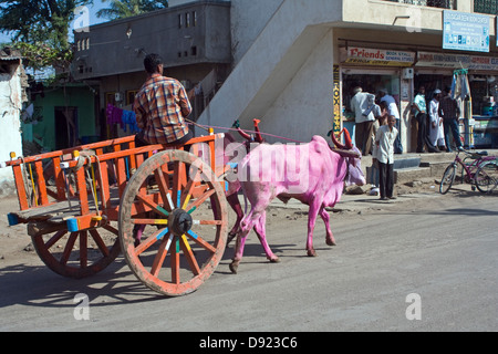 L'Asie, l'Inde, Karnataka, Aywaille, de couleur rose et pourpre tirant une charrette à vaches Banque D'Images