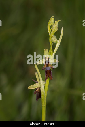 L'Orchidée Ophrys insectifera (Fly) photographiée près de Arnside, Cumbria. Banque D'Images