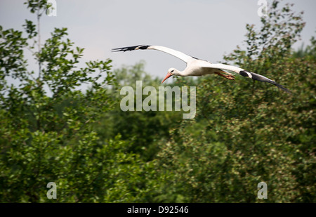 Une cigogne volant dans le ciel avec des arbres verts comme arrière-plan Banque D'Images