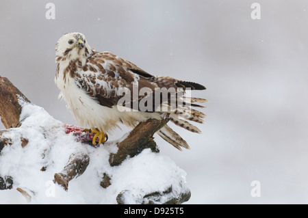 Maeusebussard, Buse variable, Buteo buteo Banque D'Images
