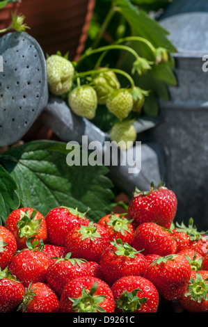 Arrosoir et tas de fraisiers jardin mûres récoltées (Fragaria × ananassa) et fruit non mûr en été Banque D'Images