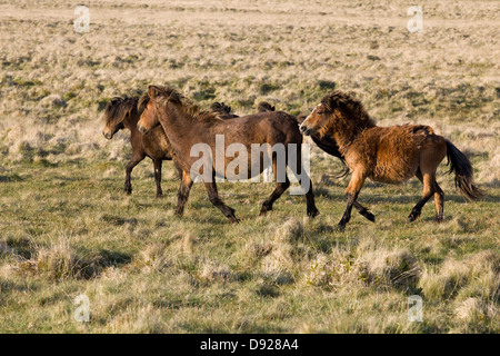 Poney Dartmoor sur la lande à Devon, Angleterre Banque D'Images