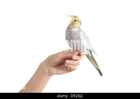 Femme main tenant un magnifique oiseau cockatiel isolé sur fond blanc Banque D'Images