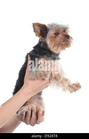 Femme tenant une main d'animal familier de terrier de yorkshire isolé sur fond blanc Banque D'Images