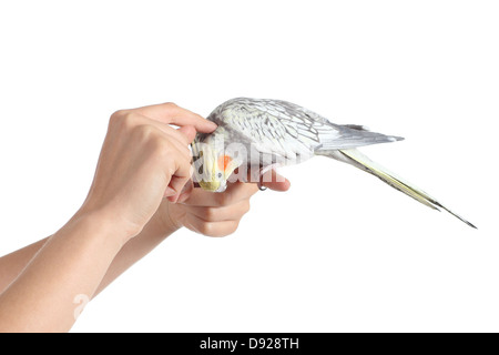 Woman hand holding et caressant un oiseau cockatiel isolé sur fond blanc Banque D'Images