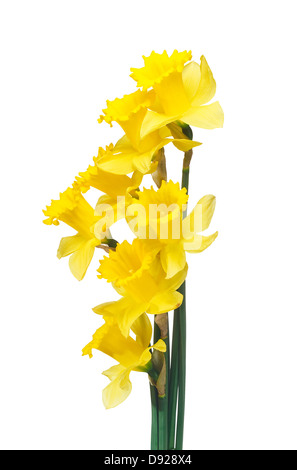 Les jonquilles border un symbole populaire de la saison du printemps dont les fleurs fleurissent au printemps Banque D'Images