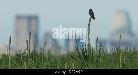 Un oiseau royal de l'est (Tyrannus tyrannus) perché sur un yucca avec le centre-ville de Dallas, Texas au loin, White Rock Lake Banque D'Images