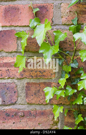 Hedera helix. Escalade de lierre un vieux mur de brique rouge. Banque D'Images