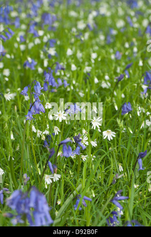 Beaucoup de fleurs sauvages stellaire à jacinthes et au printemps meadow en vertu de l'arbre à feuilles caduques feuillage ouvert du défrichement des terres forestières Banque D'Images