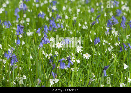 Beaucoup de fleurs sauvages stellaire à jacinthes et au printemps meadow en vertu de l'arbre à feuilles caduques feuillage ouvert du défrichement des terres forestières Banque D'Images