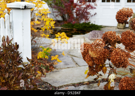 Jardin d'automne avec hortensias séchés Banque D'Images