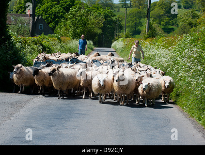 Un troupeau de moutons d'être entassés dans un chemin de campagne du Shropshire Banque D'Images