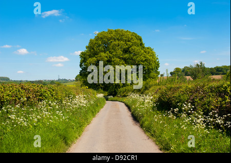 An English country Lane dans le Shropshire Banque D'Images