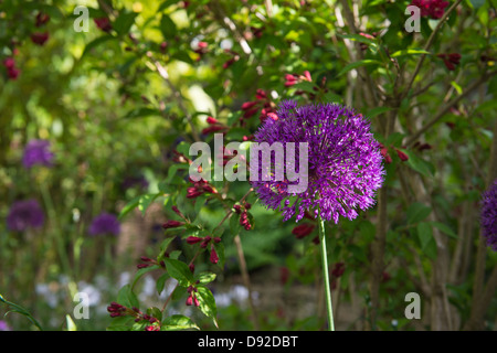 Une seule grande Alium dans un coin ombragé d'un jardin avec un soupçon de soleil illuminant un côté de la fleur. Banque D'Images