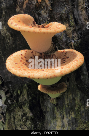 La dryade Polyporus squamosus selle ( champignons ) organe de fructification sur le bois mort, UK Banque D'Images