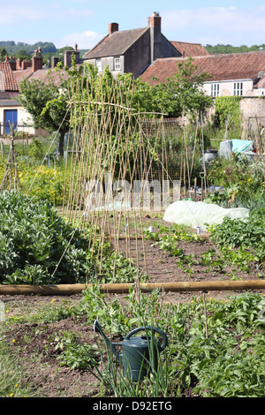 Spécial potager fourni par conseil local authority en Angleterre Banque D'Images