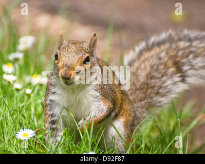 Un écureuil gris de manger des noix à Brandon Hill Park Bristol angleterre Banque D'Images