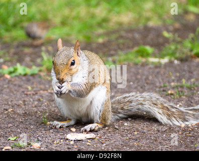 Un écureuil gris de manger des noix à Brandon Hill Park Bristol angleterre Banque D'Images