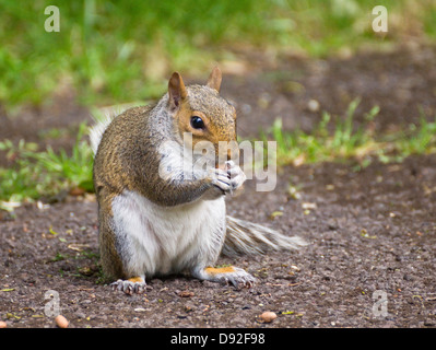 Un écureuil gris de manger des noix à Brandon Hill Park Bristol angleterre Banque D'Images