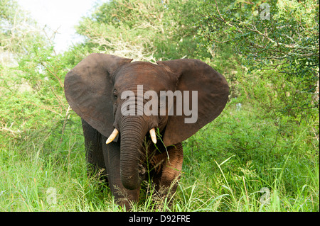 Jeune éléphant africain marche dans la brousse dans Thanda Game Reserve Afrique du Sud. Banque D'Images