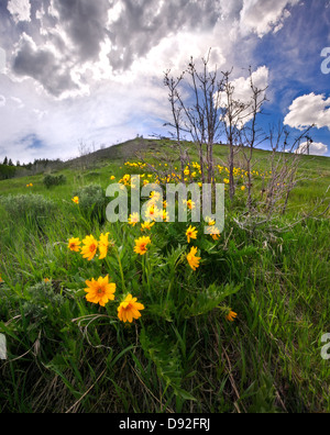 Balsamorhiza sagittata arrowleaf, deltoïdes, fleurit dans les Montagnes Rocheuses au printemps, près de Park City, Utah Banque D'Images