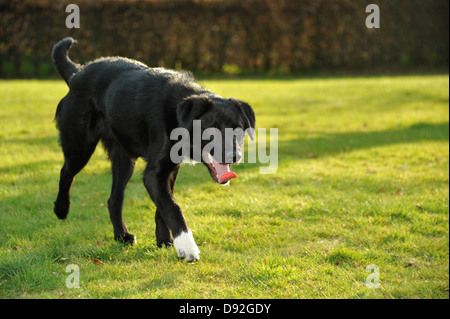 Cross Border Collie tournant Banque D'Images