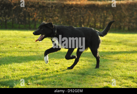 Cross Border Collie tournant Banque D'Images