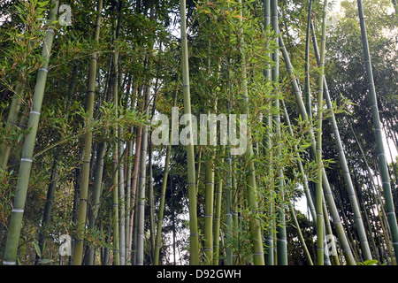 Forêt de bambou Banque D'Images