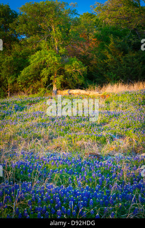 Bluebonnets à Grapevine Lake dans la région de North Texas Banque D'Images