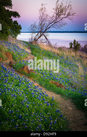 Bluebonnets à Grapevine Lake dans la région de North Texas Banque D'Images