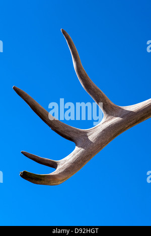 Lodge, Eureka roadhouse et restaurant. Bois de caribou ornent un bâtiment. Banque D'Images