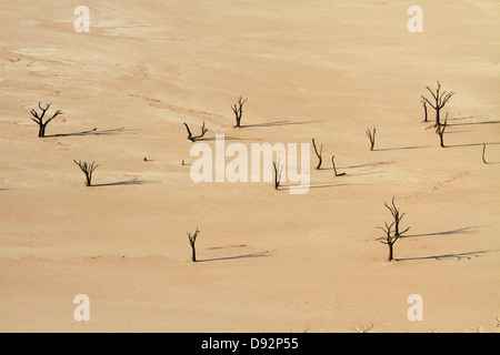 Les arbres morts (probablement de 900 ans) sur Deadvlei, près de Sossusvlei, Namib-Naukluft National Park, Namibie, Afrique Banque D'Images