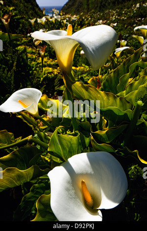 Vue rapprochée de lis calla dans un ruisseau, Garrapata State Park, Big Sur, Californie Banque D'Images