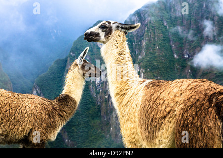 L'alpaga à Machu Picchu, les ruines Incas dans les Andes péruviennes à Cuzco, Pérou Banque D'Images