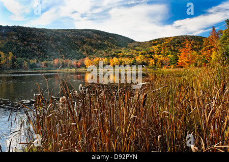 Étang avec feuillage automne réflexion, l'Acadia National Park, Maine Banque D'Images