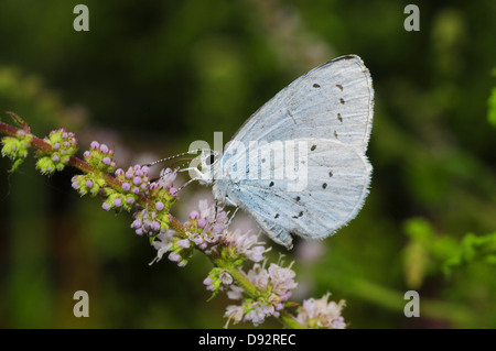 Celestrina argiolus Holly bleu, Banque D'Images