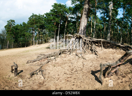 Les racines des arbres tordus dans le Brandebourg, Allemagne Banque D'Images