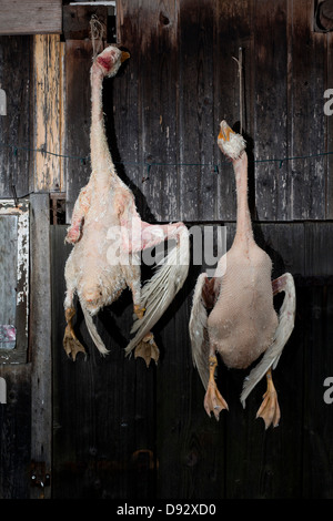 Deux oies mortes hanging on a rustic wooden wall Banque D'Images