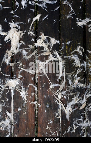 Récemment arrachées des plumes d'oie sur une table en bois rustique Banque D'Images