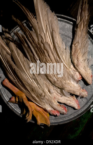 Un arrangement de différentes paires d'ailes d'oie et une paire de pieds d'oie sur un baril Banque D'Images