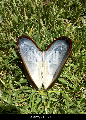 Nettoyer une coquille moules vides ouverts et disposés à l'air d'un coeur Banque D'Images