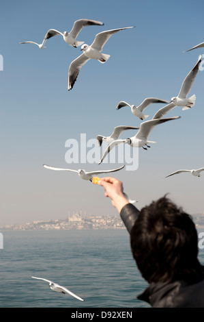 Un homme se nourrir les mouettes, vue arrière, Istanbul, Turquie en arrière-plan Banque D'Images