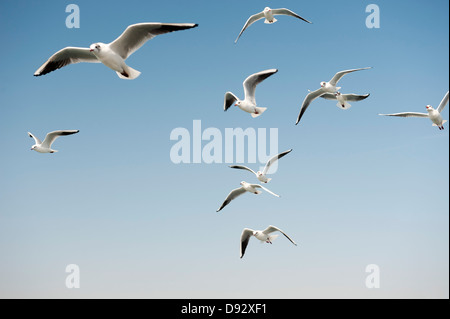 Mouettes dans un ciel ensoleillé Banque D'Images