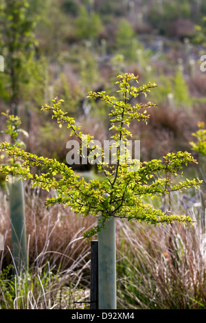 La croissance de printemps sur l'aubépine. Les jeunes arbres couverts de feuilles, protégés par des tubes en plastique, de plus en plus d'arbres de plantation forestière, North Yorkshire Moors, Garsdale, UK Banque D'Images