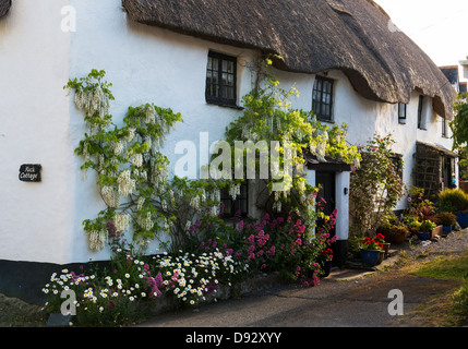 Chaumière, glycines et fleurs en plein soleil. Ringmore, Devon, Angleterre Banque D'Images