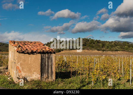 Vignoble avec hut (près de Cessenon-sur-ORB), Hérault, Languedoc-Roussillon, France Banque D'Images