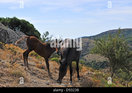 Poneys sarde, Giara di Gesturi, Sardaigne Banque D'Images