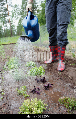 Woman watering herbs Banque D'Images